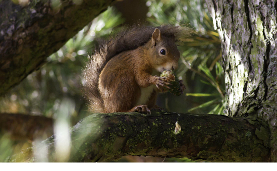 Scottish Wildlife Trust (SWT) | Endangered Animals & Wildlife