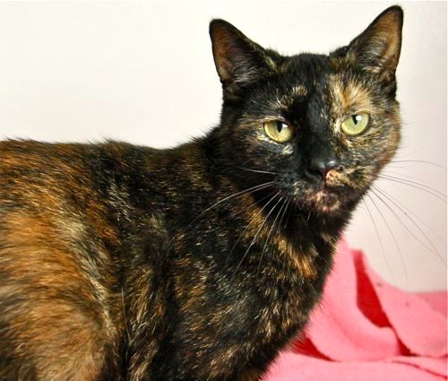 Take Home a Tortie! | Charity Choice Blog