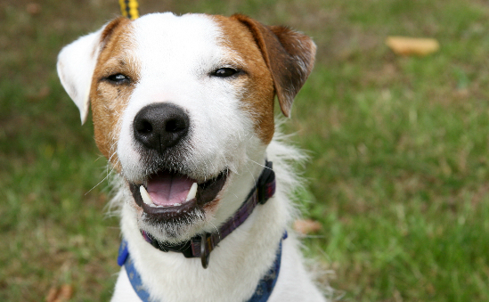 Bath Cats and Dogs Home (RSPCA Bath & District Branch) | Animal Rescue ...