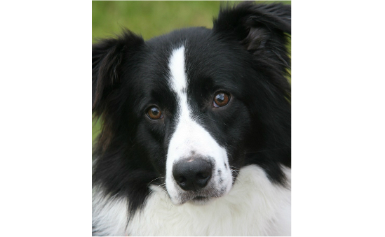 Border Collie Trust GB | Animal Rescue 