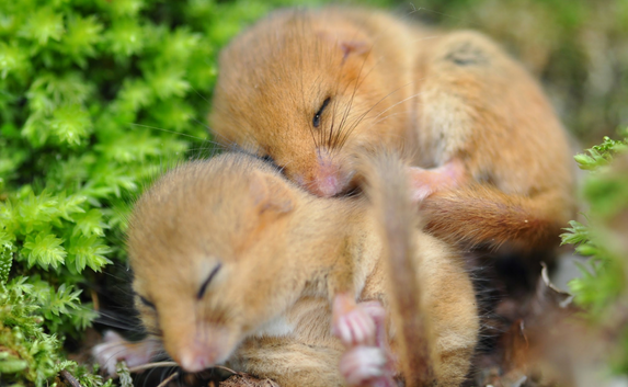 Dormice_credit Lorna Griffiths