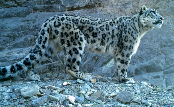 Snow leopard_credit Snow Leopard Conservation Foundation and Snow Leopard Trust