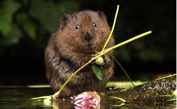 Water vole Appeal_Credit Samib123 Shutterstock (2)