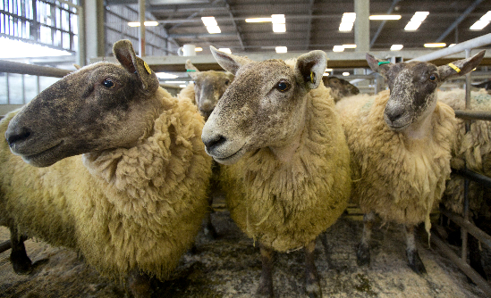 Sheep in a modern market (credit Tim Scrivener/Agriphoto)