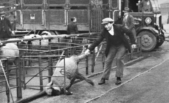 Sheep in a market c1925