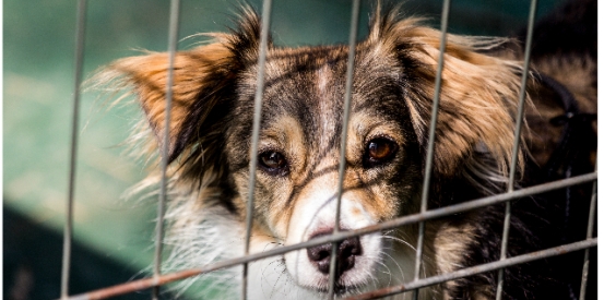 Online Animal welfare