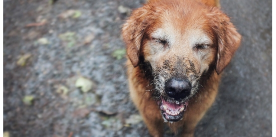 how dirty is a dogs tongue